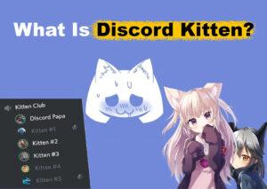 Discord Kitten